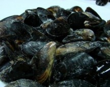 Chilean mussel 200-300