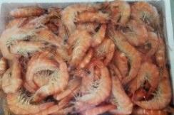 COOKED SHRIMP 30/50