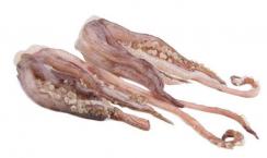 CUTTLEFISH tentacles MOROCCO KG APPROX 3X5